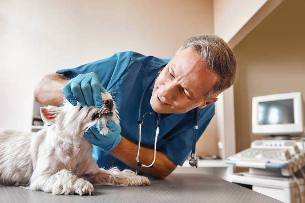  Cherokee, NC Emergency Dentist Pros